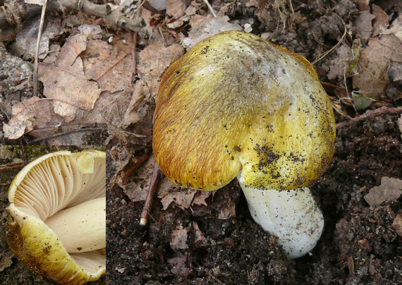 čírovka zelenohnedastá Tricholoma sejunctum (Sowerby) Quél.