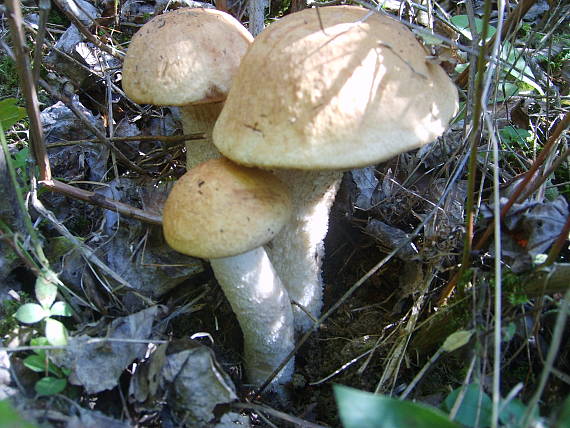 kozak leccinum sp.