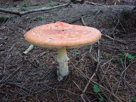 muchotrávka červená Amanita muscaria (L.) Lam.