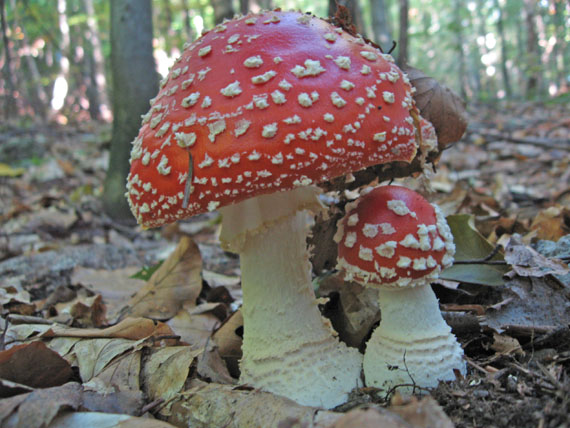 muchotrávka červená Amanita muscaria (L.) Lam.