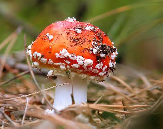 muchotrávka červená Amanita muscaria (L.) Lam.