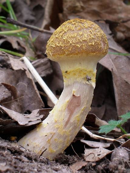 podpňovka žltá Armillaria gallica Marxm. & Romagn.