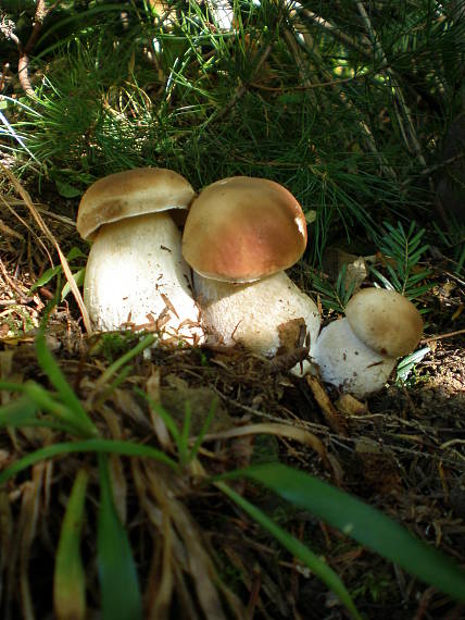 hríb smrekový Boletus edulis Bull.