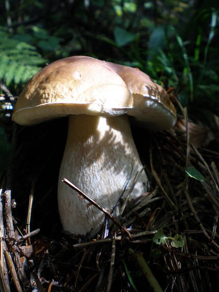 hríb smrekový Boletus edulis Bull.