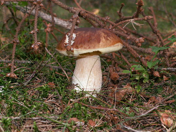 hríb smrekový Boletus edulis Bull.