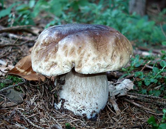 hríb smrekový Boletus edulis Bull.