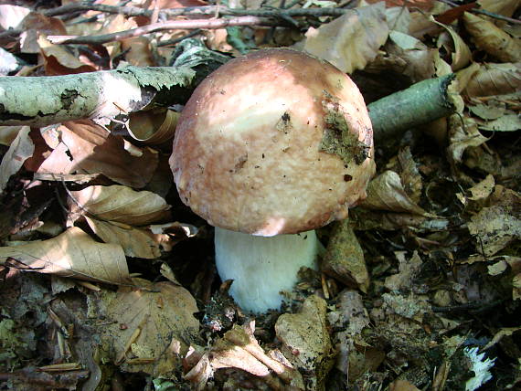 hríb sosnový Boletus pinophilus Pil. et Dermek in Pil.