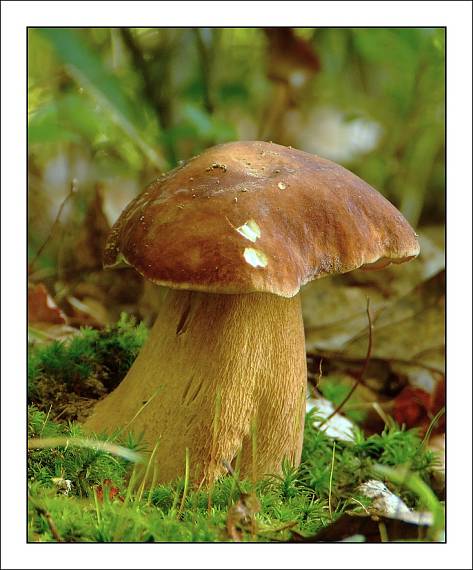 hríb dubový Boletus reticulatus Schaeff.