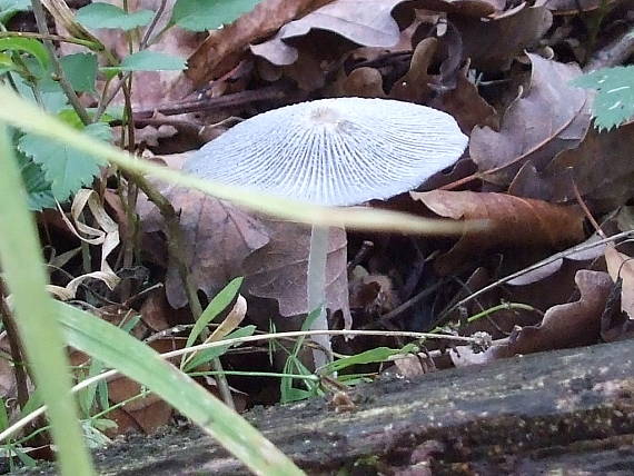 hnojník chlpatý Coprinopsis lagopus (Fr.) Redhead, Vilgalys & Moncalvo