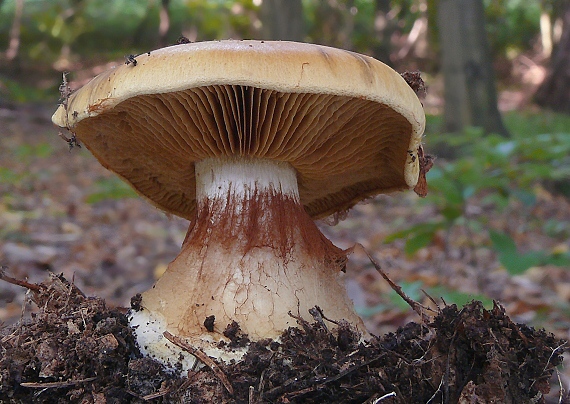 pavučinovec Cortinarius sp.