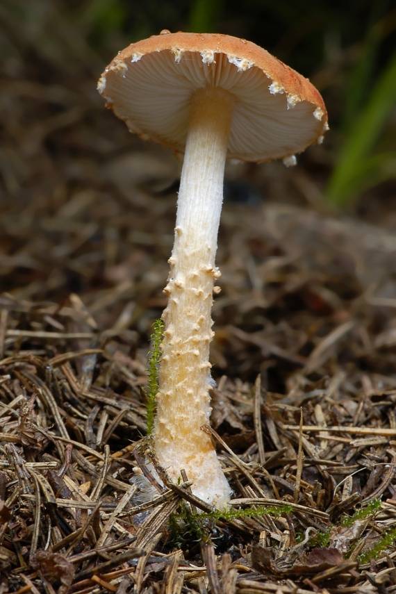 zrnivka rumelková Cystodermella cinnabarina (Alb. & Schwein.) Harmaja