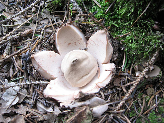 hviezdovka Geastrum sp.