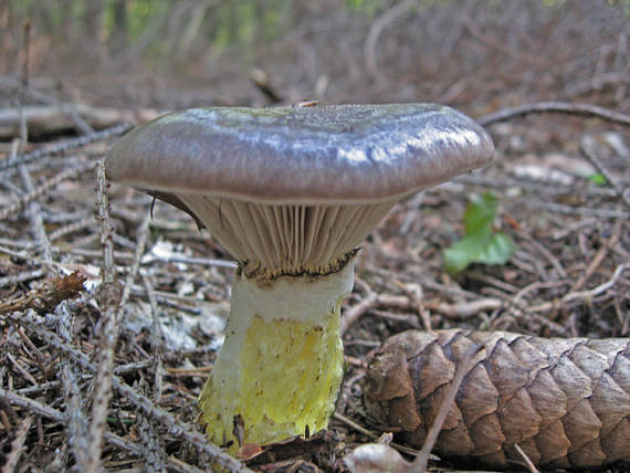 sliziak mazľavý Gomphidius glutinosus (Schaeff.) Fr.