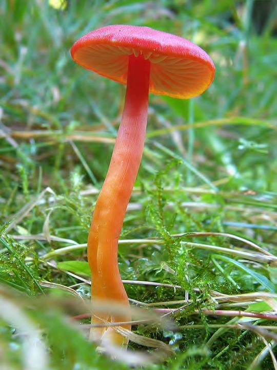 lúčnica šarlátová Hygrocybe coccinea (Schaeff.) P. Kumm.