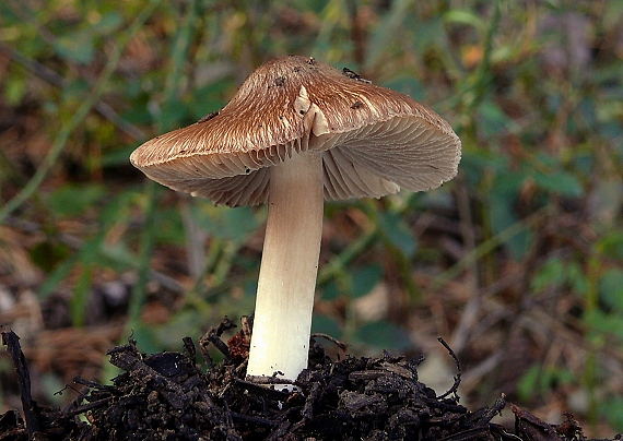 vláknica Inocybe sp.