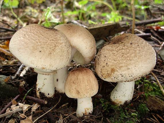 bedla Badhamova Leucocoprinus badhami