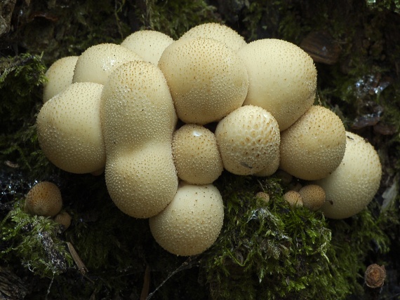 prášnica hruškovitá Lycoperdon pyriforme Schaeff.