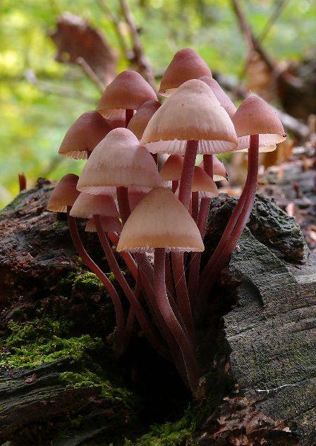 prilbička krvavomliečna Mycena haematopus (Pers.) P. Kumm.