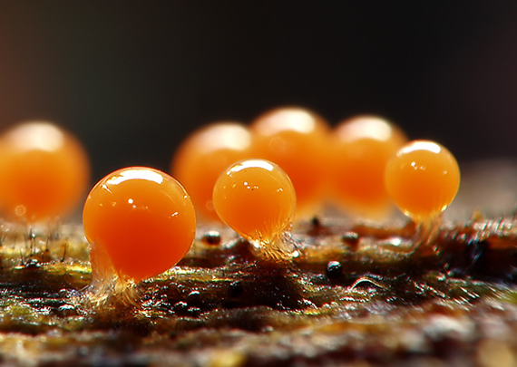 vlasnačka Trichia decipiens var. decipiens (Pers.) T. Macbr.