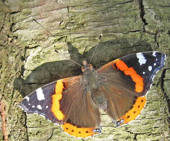 babôčka admirálska Vanessa atalanta