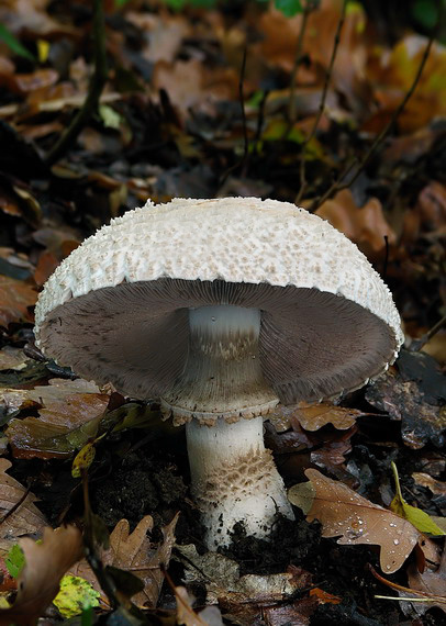 pečiarka Agaricus sp.