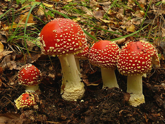 muchotrávka červená Amanita muscaria (L.) Lam.