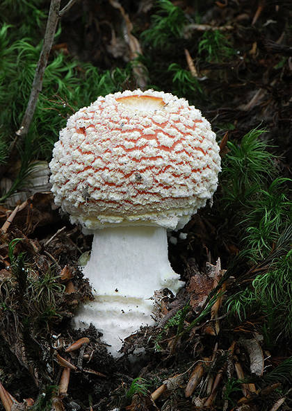 muchotrávka červená Amanita muscaria (L.) Lam.