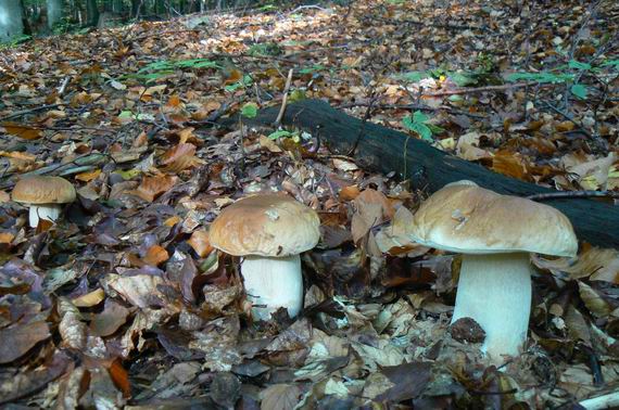 hríb smrekový Boletus edulis Bull.