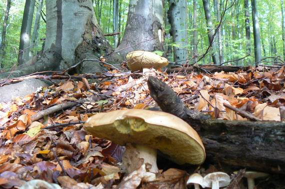 hríb smrekový Boletus edulis Bull.