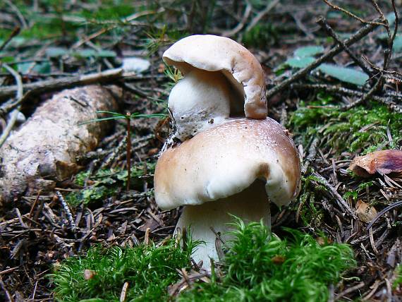 hríb smrekový Boletus edulis Bull.