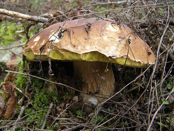 hríb smrekový Boletus edulis Bull.