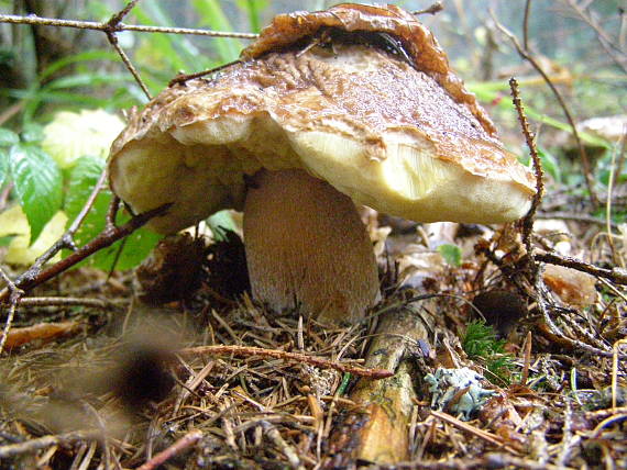 hríb smrekový Boletus edulis Bull.