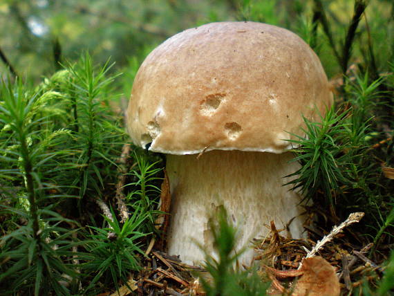 hríb smrekový Boletus edulis Bull.