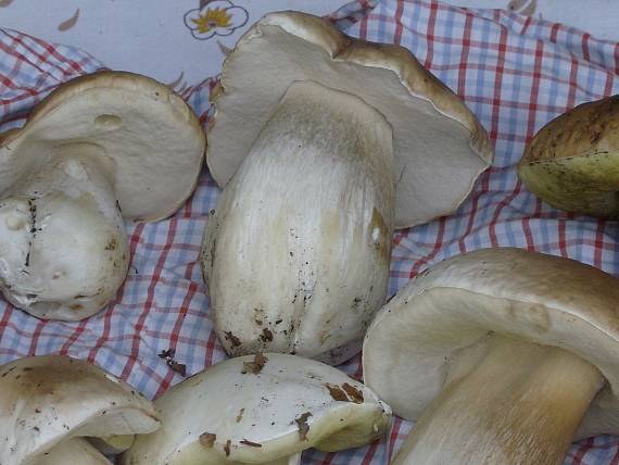 hríb smrekový Boletus edulis Bull.