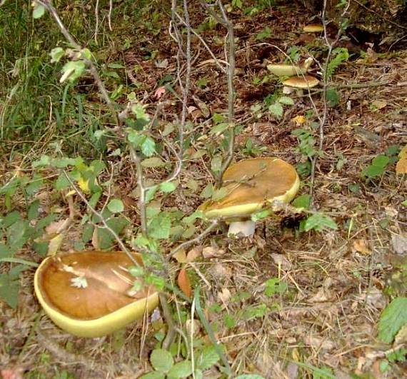 hríb smrekový Boletus edulis Bull.