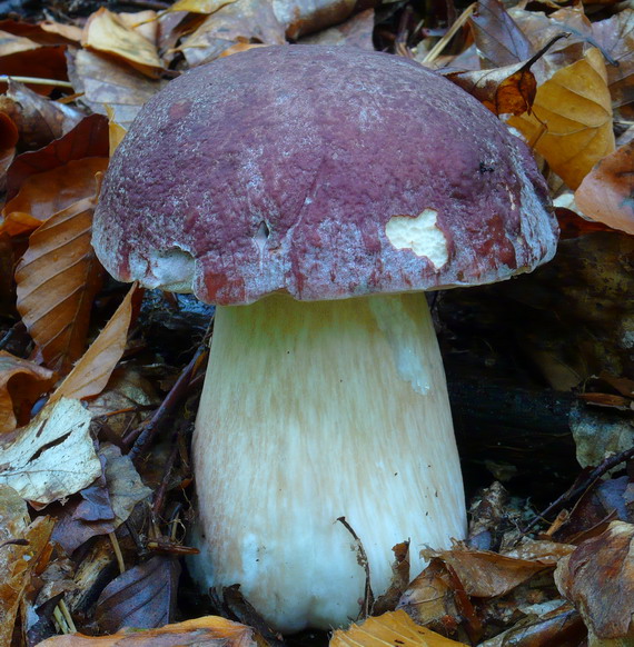 hríb sosnový Boletus pinophilus Pil. et Dermek in Pil.