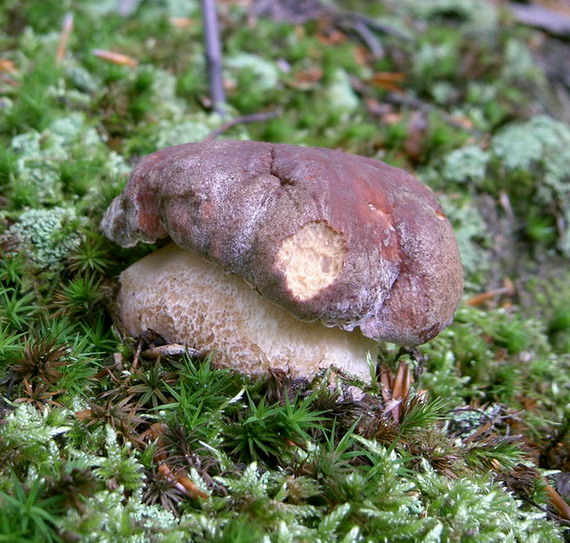 hríb sosnový Boletus pinophilus Pil. et Dermek in Pil.