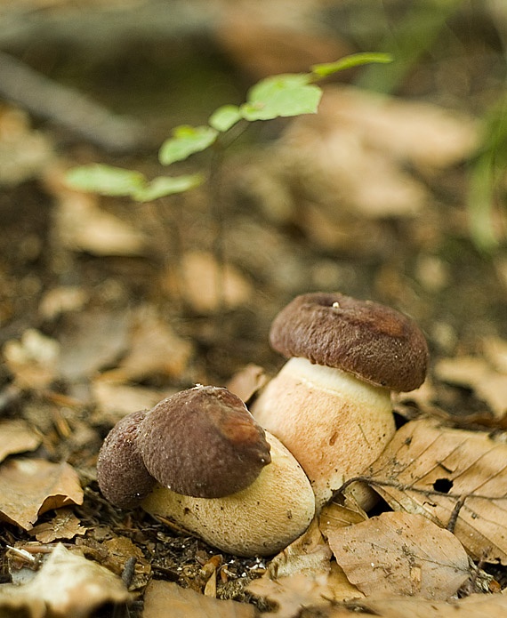 hríb sosnový Boletus pinophilus Pil. et Dermek in Pil.