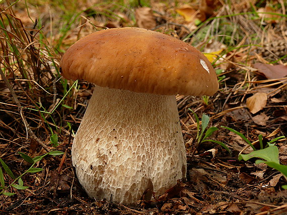 hríb dubový Boletus reticulatus Schaeff.