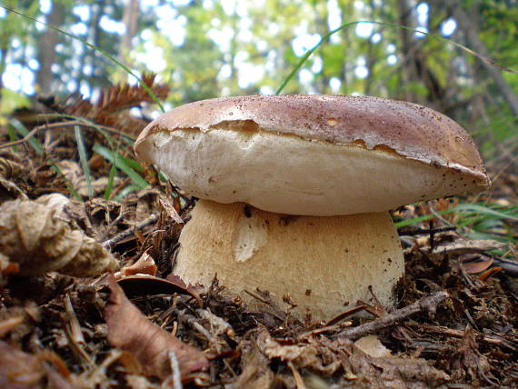 hríb dubový Boletus reticulatus Schaeff.