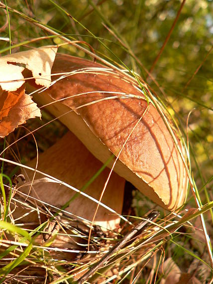 hríb Boletus sp.