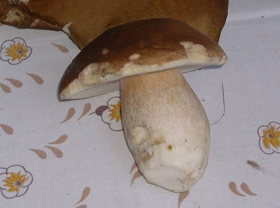 hríb Boletus sp.