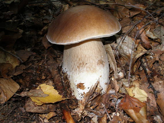 hríb Boletus sp.