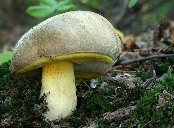 hríb striebristý Butyriboletus fechtneri (Velen.) D. Arora & J.L. Frank