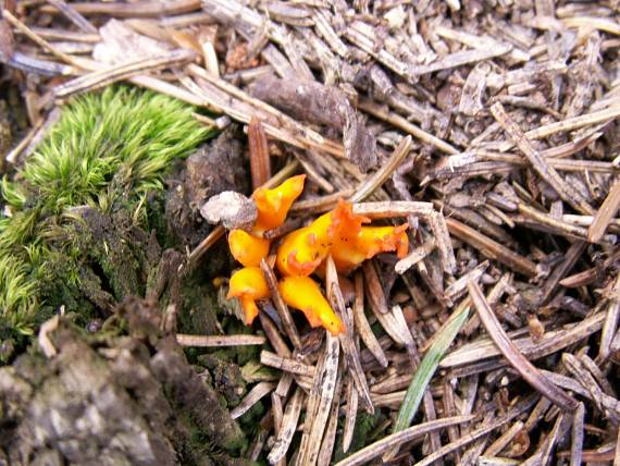 parôžkovec lepkavý Calocera viscosa (Pers.) Fr.