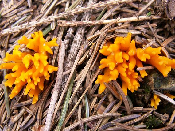 parôžkovec lepkavý Calocera viscosa (Pers.) Fr.