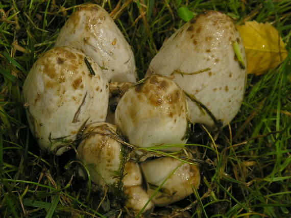 hnojník Romagnesiho Coprinopsis romagnesiana (Singer) Redhead, Vilgalys & Moncalvo