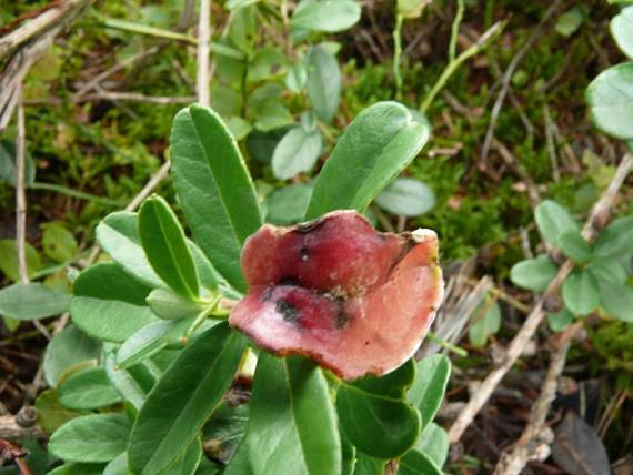 plíška brusinková - Nahorúchovec brusnicový Exobasidium vaccinii  (Fuckel) Woronin