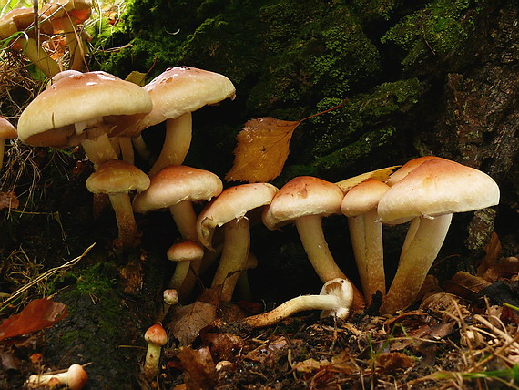 strapcovka tehlovočervená Hypholoma lateritium (Schaeff.) P. Kumm.