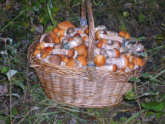 kozak osikovy Leccinum albostipitatum den Bakker & Noordel.